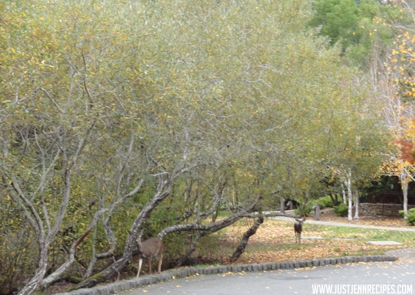 Deer at Skywalker Ranch