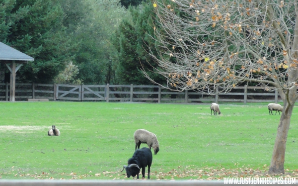 Skywalker Ranch sheep